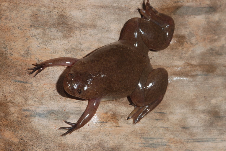 Xenopus fraseri