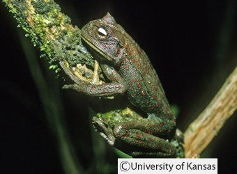 Gastrotheca guentheri