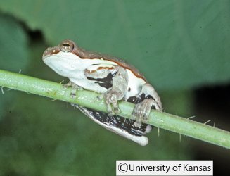 Dendropsophus timbeba