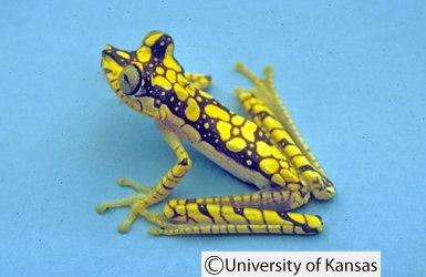 Boana picturata Boana picturata