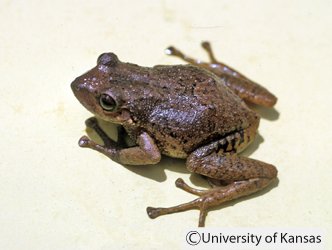 Pristimantis phoxocephalus