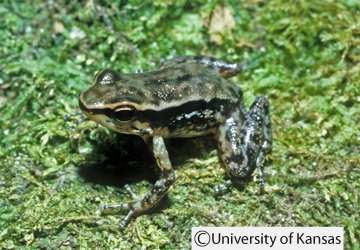 Hyloxalus eleutherodactylus Hyloxalus eleutherodactylus
