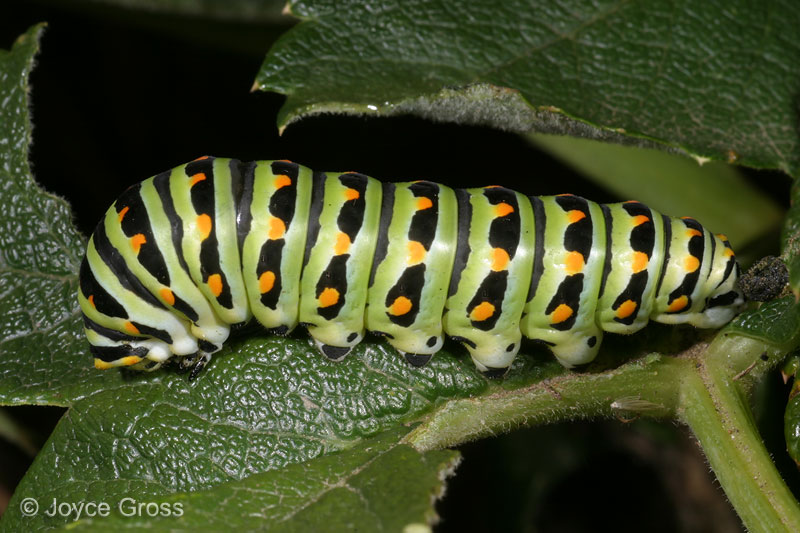 Papilio zelicaon Papilio zelicaon