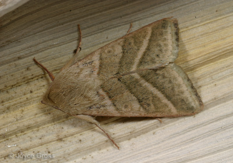 Heliothis virescens