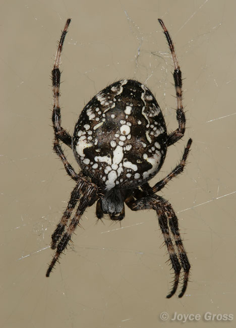 Araneus diadematus Araneus diadematus