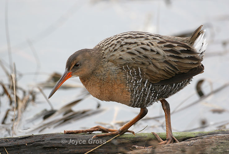 Rallus obsoletus