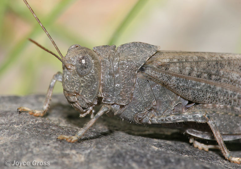 Dissosteira carolina Dissosteira carolina