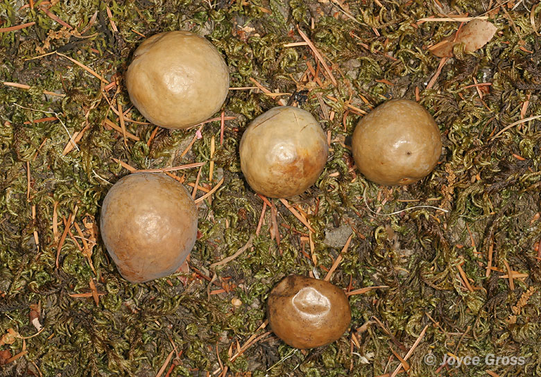 Trichoteras vacciniifoliae