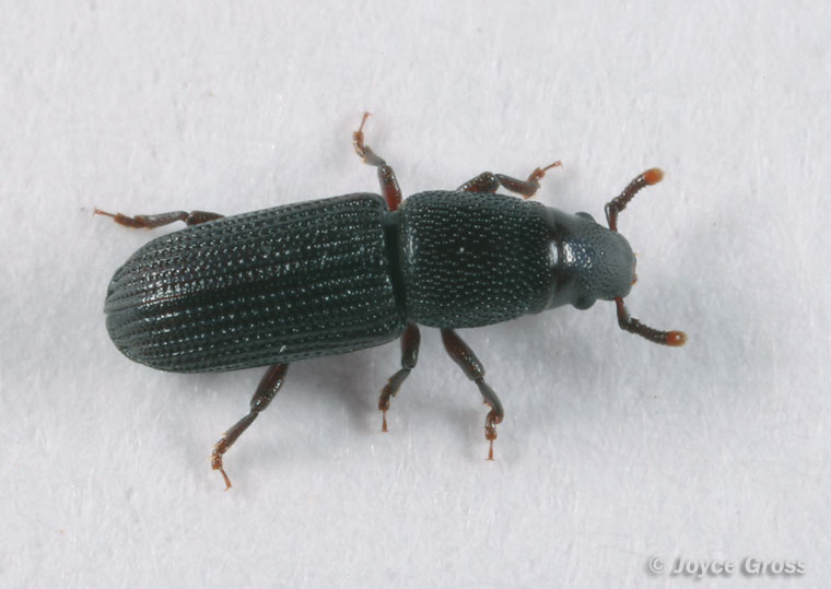 Rhyncolus sp.