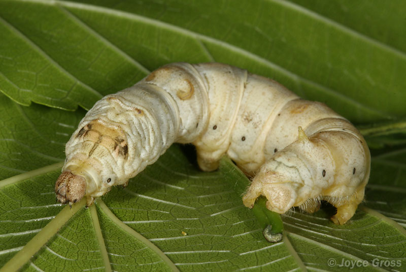 CalPhotos: Bombyx mori; Silkworm, Silkmoth