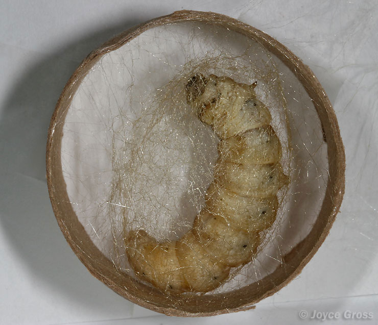 CalPhotos: Bombyx mori; Silkworm, Silkmoth