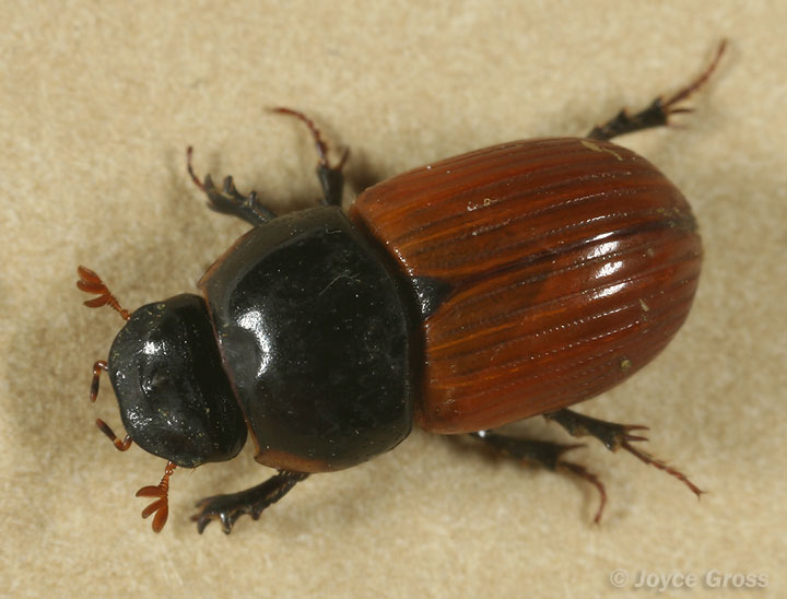 Aphodius fimetarius