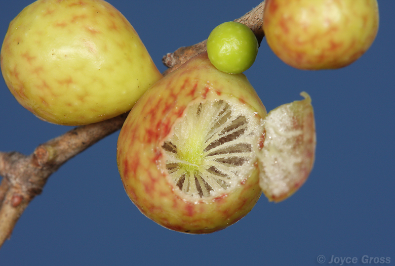 Trichoteras vacciniifoliae