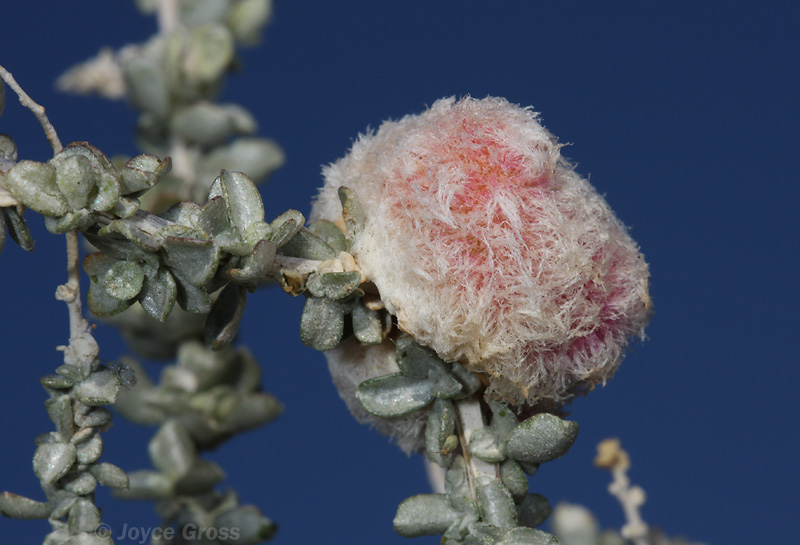 Asphondylia floccosa