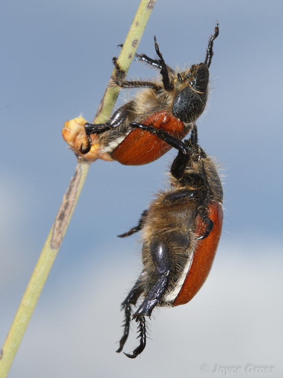 Paracotalpa ursina ursina