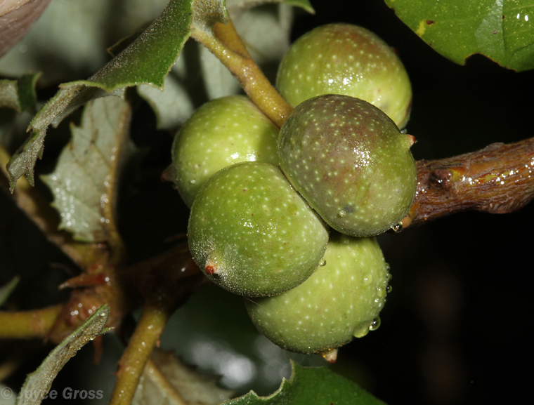 Heteroecus malus Heteroecus malus