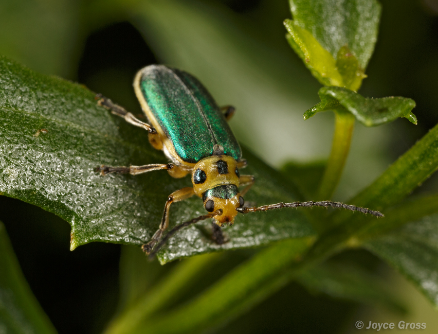 Trirhabda flavolimbata