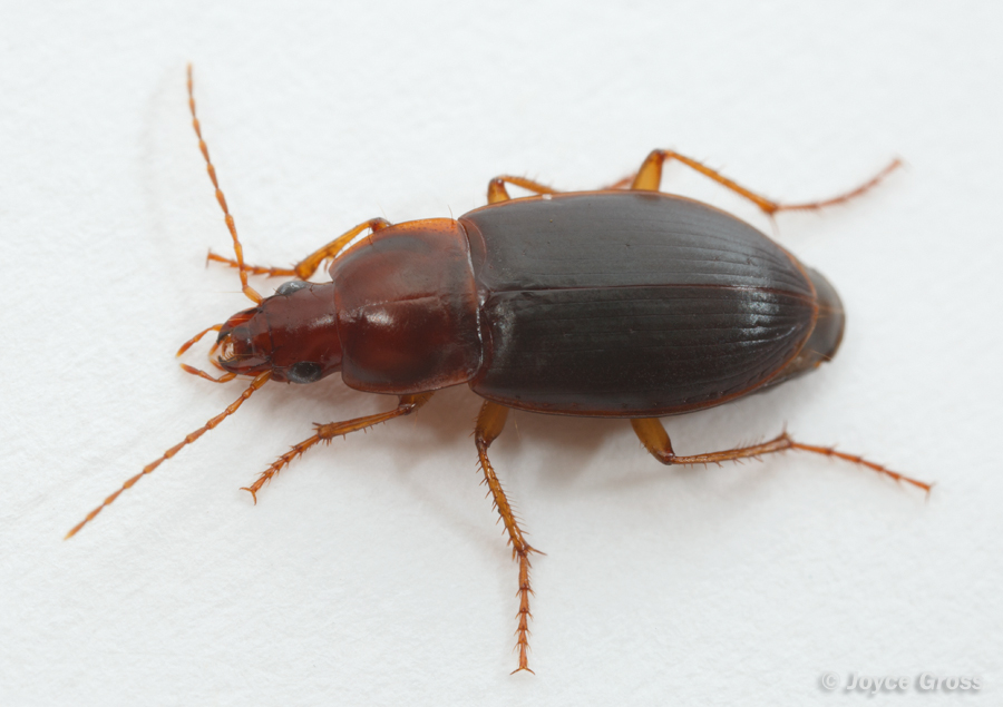 Calathus ruficollis Calathus ruficollis