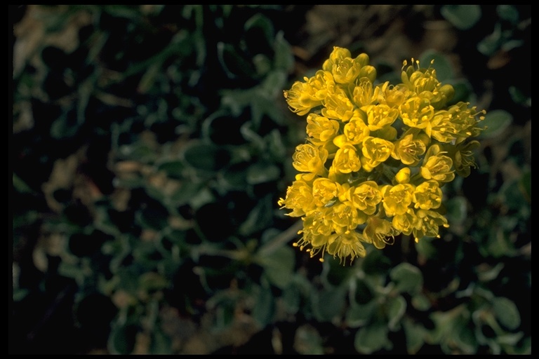 Eriogonum umbellatum var. polyanthum