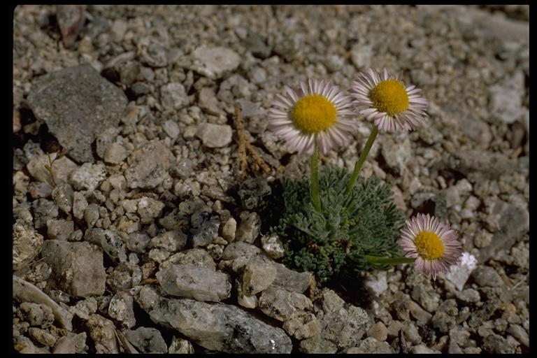 Erigeron compositus