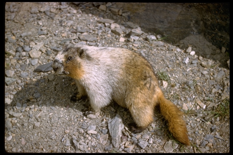 Marmota caligata