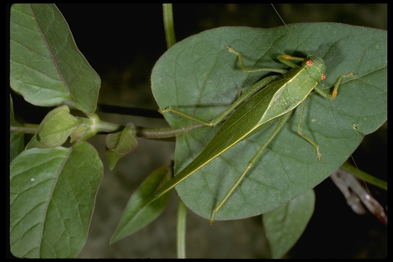 Microcentrum californicum Microcentrum californicum