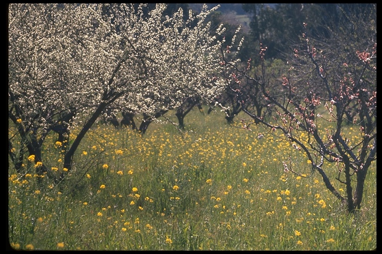 orchard orchard