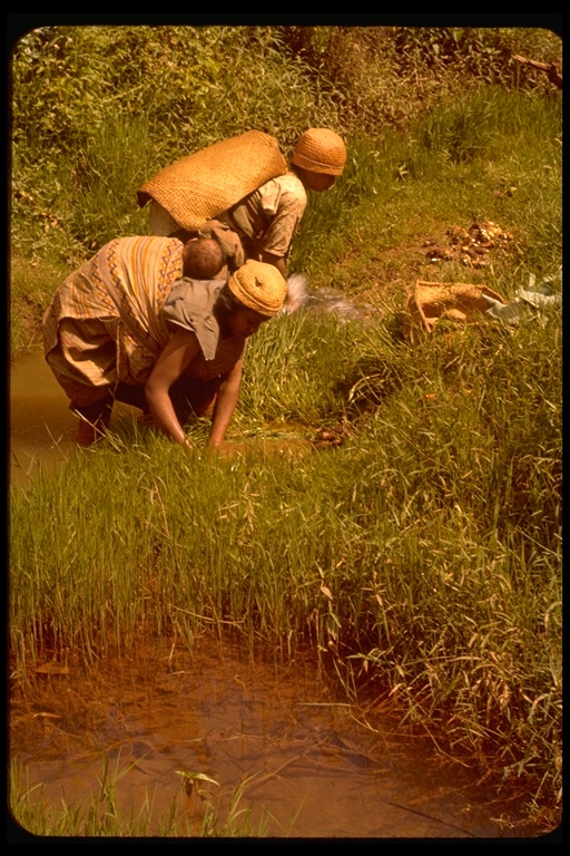 Women planting rice in a field in Madagascar