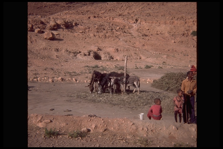 Threshing grain with donkeys in Morocco, 1983 Threshing grain with donkeys in Morocco, 1983