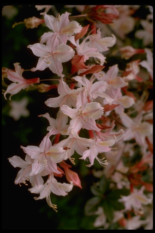 Rhododendron occidentale