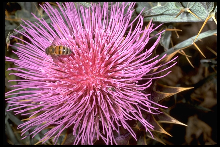 Cynara cardunculus ssp. flavescens