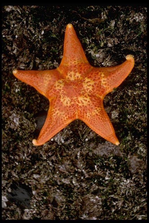 Patiria miniata Patiria miniata