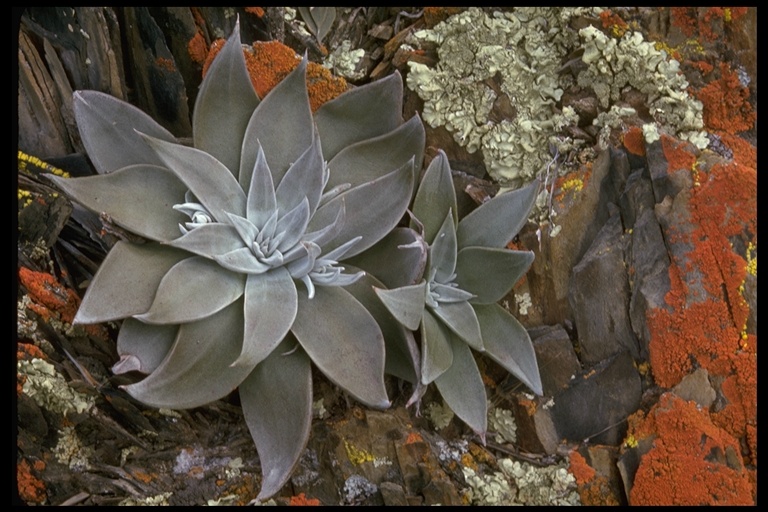 Dudleya sp.