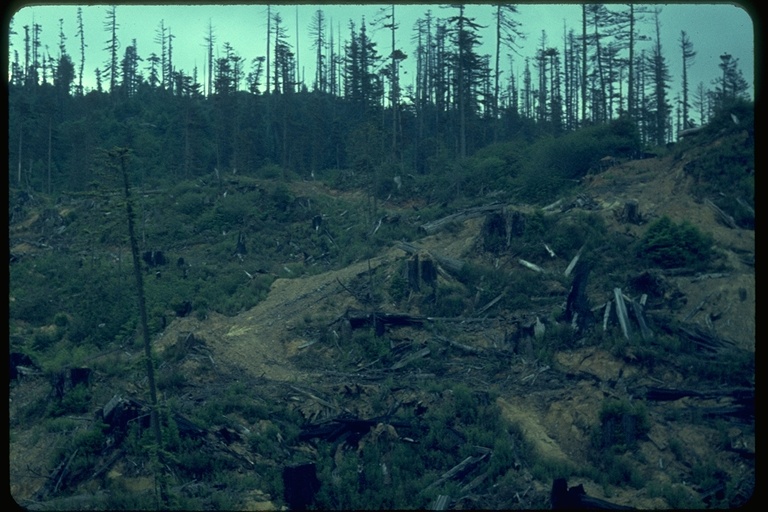 clear-cut logging clear-cut logging