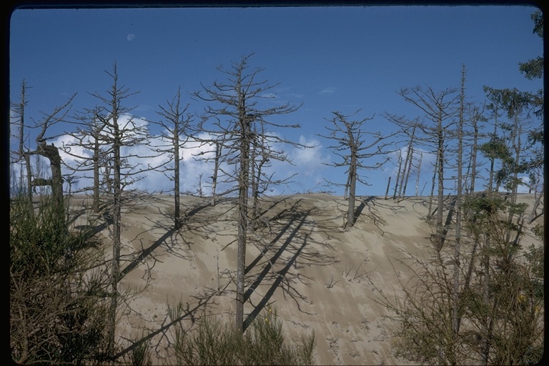 dunes encroaching