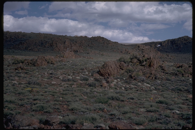 Road from Bridgeport to Bodie (Mono County, CA) showing clumps of white phlox Road from Bridgeport to Bodie (Mono County, CA) showing clumps of white phlox