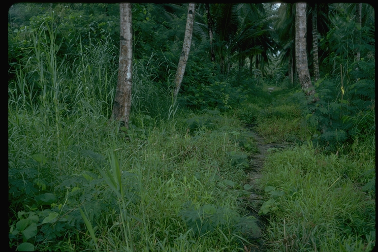 A path through a tropical forest