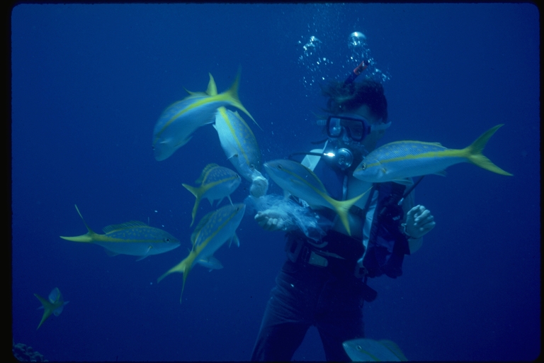 Scuba diver feeding fish Scuba diver feeding fish