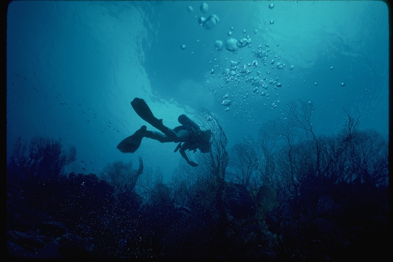 Scuba diver in coral reef habitat Scuba diver in coral reef habitat