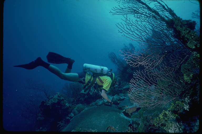 Scuba diver next to coral reef Scuba diver next to coral reef