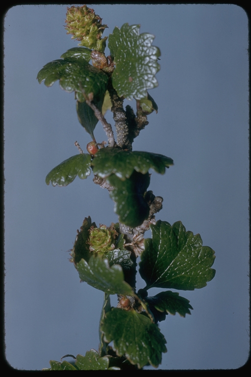 Betula nana ssp. exilis