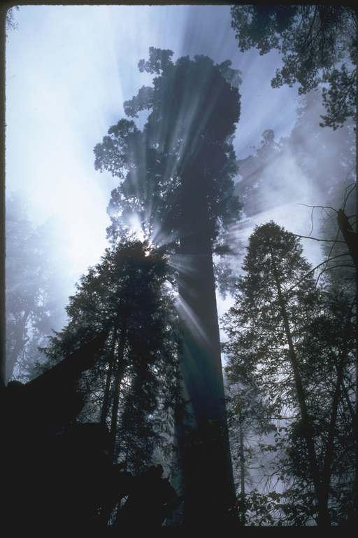 Giant Sequoia with sun behind Giant Sequoia with sun behind