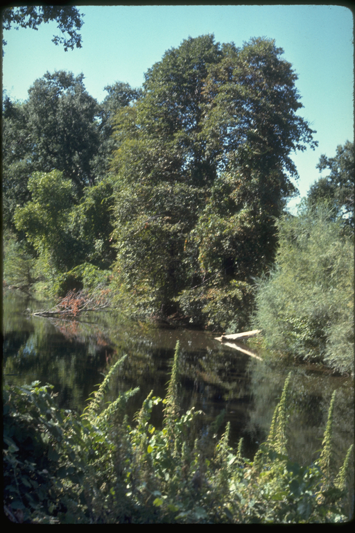 White Birch trees along river with nettle in foreground
