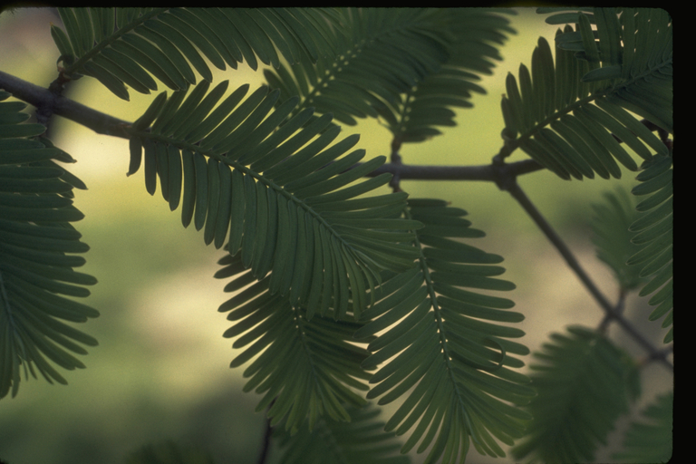 Metasequoia glyptostroboides Metasequoia glyptostroboides