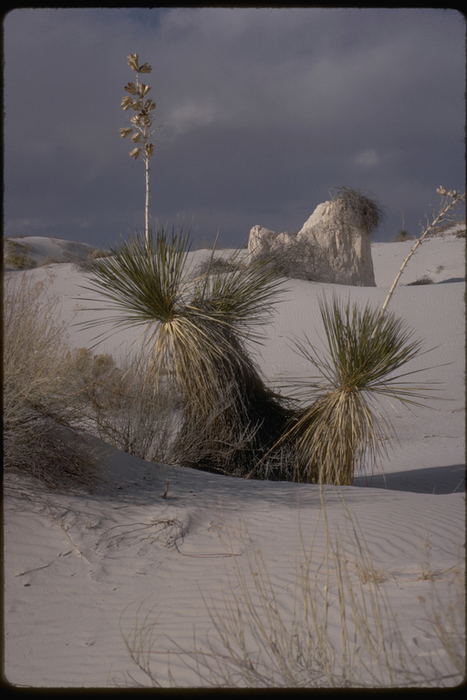 Yucca elata with gypsum pedestal in background, White Sands National Monument, New Mexico Yucca elata with gypsum pedestal in background, White Sands National Monument, New Mexico