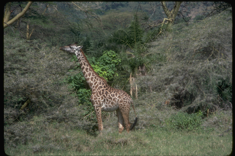 Giraffa tippelskirchi tippelskirchi