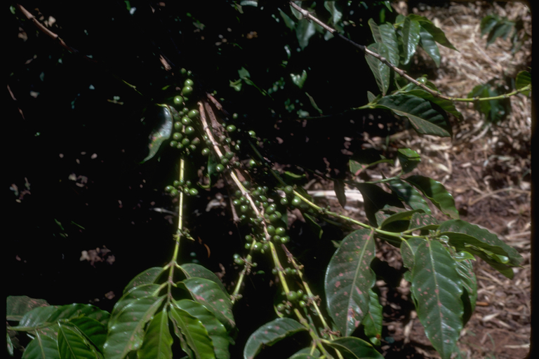 Coffea sp.