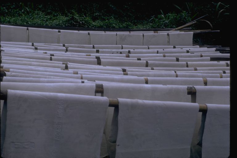 Freshly pressed rubber slabs drying, Selangor, Malaysia