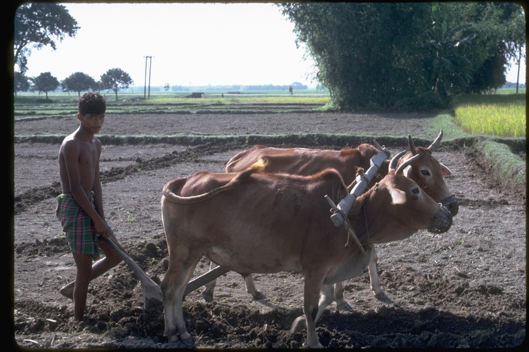 Man plowing rice fields using oxen in Teral, Nepal