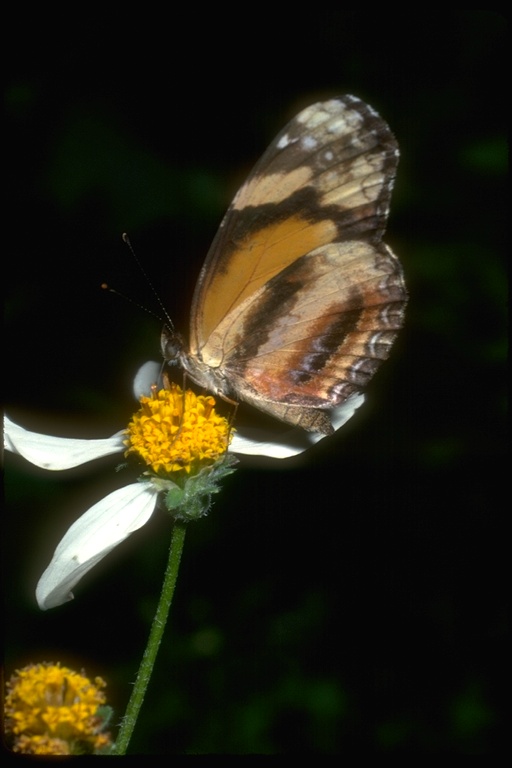 Eresia sp. Eresia sp.